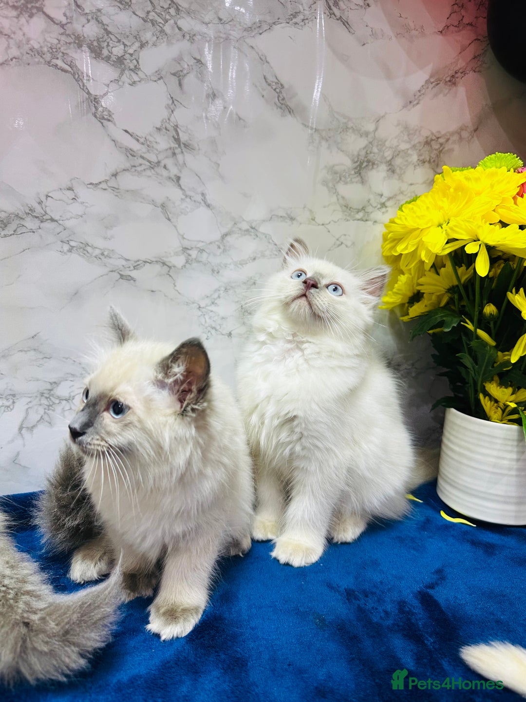 Ragdoll cats for sale: TICA Registered Magnificent Ragdoll kittens  - Image 10