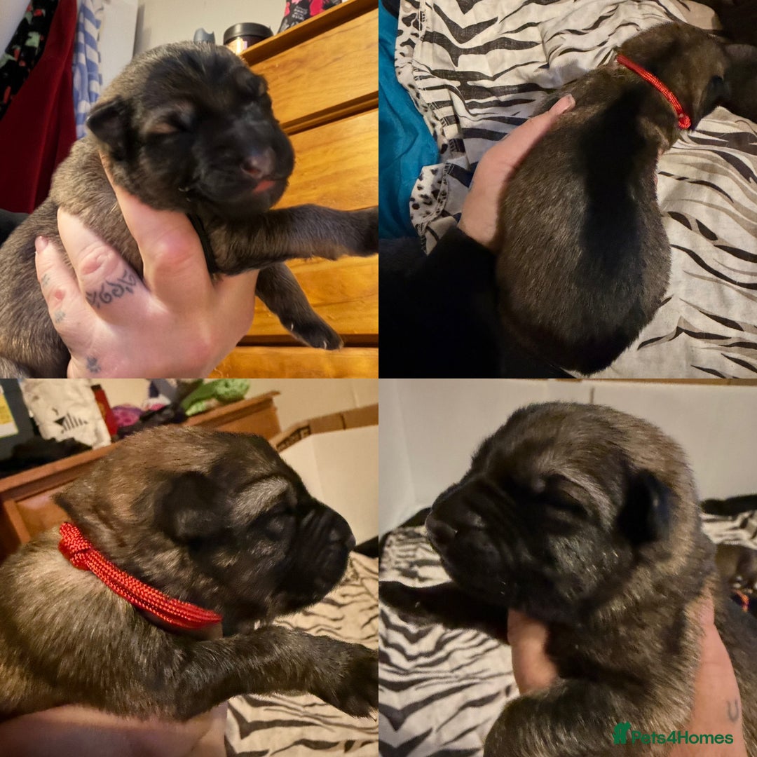 German Shepherd dogs for sale: Beautiful chunky German Shepherd Pups - Image 9