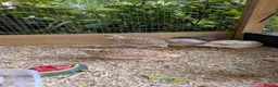 Quail poultry for sale: Coturnix Quail Unsexed Young Birds Many  Colours in Camberley - Advert 3
