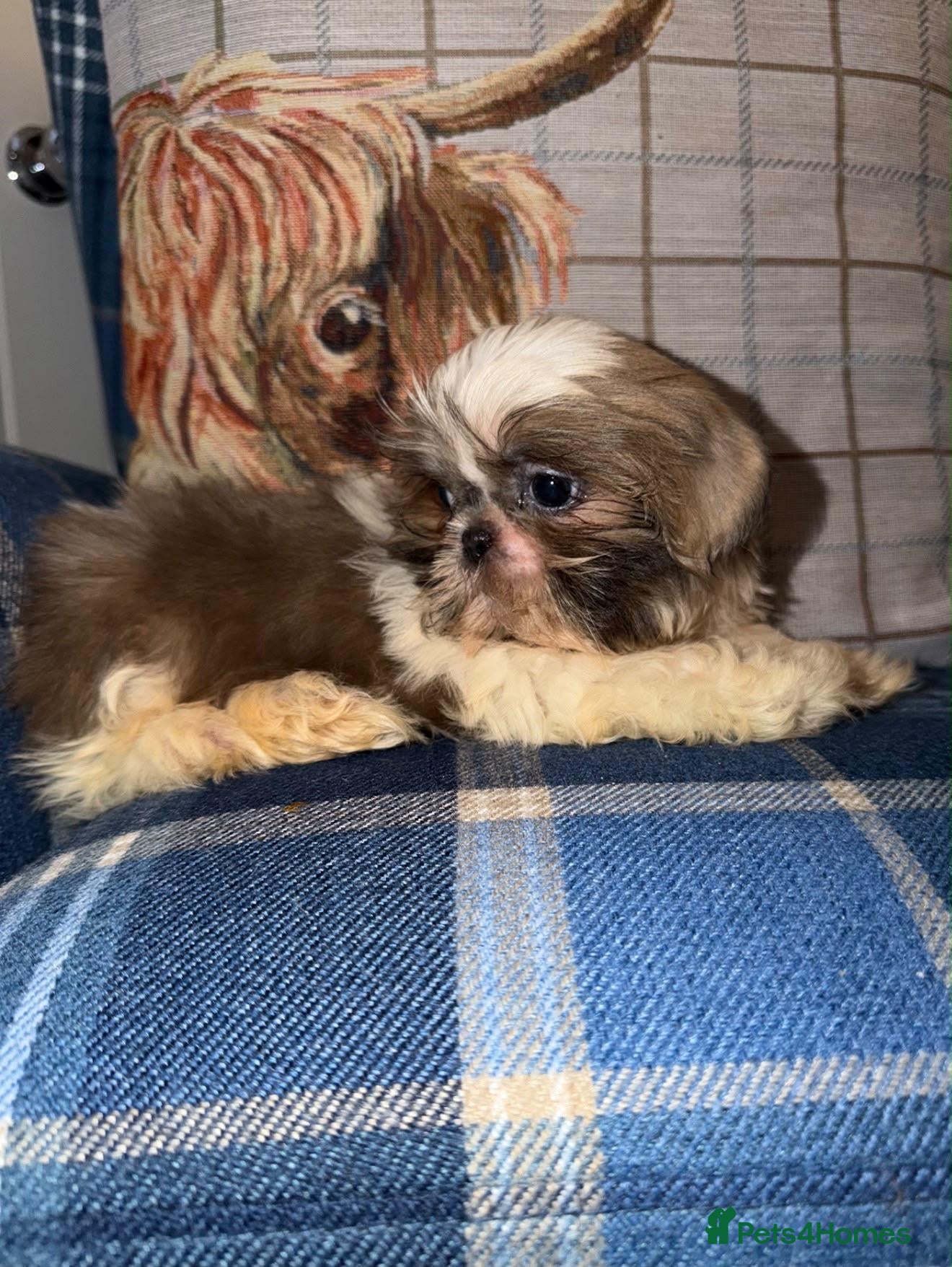 Shih Tzu dogs for sale: One Blue & White Parti Girl left  - Advert 1
