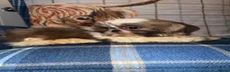 Shih Tzu dogs for sale: 🩷🩷One Blue & White Parti Girl 🩷🩷 - Advert 3