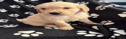 Golden Retriever dogs for sale: Kennel Club Health Tested Golden Retriever Puppies - Advert 17