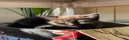 Siamese cats for sale: Beautiful siamese mixed breed kittens - Advert 13