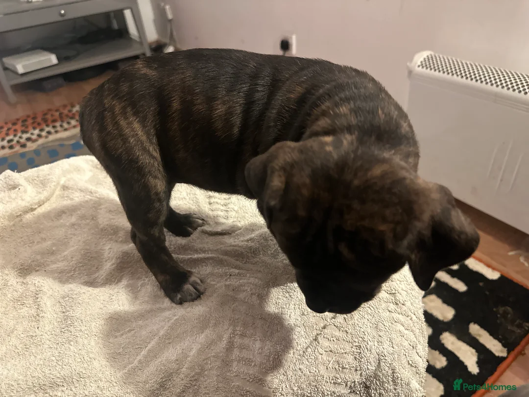 Mixed Breed dogs for sale: Beautiful staffy puppies looking for forever home  - Advert 29
