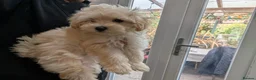 Maltipoo dogs for sale: 2 F1 Maltipoo puppies available  - Advert 5