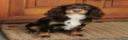 Cocker Spaniel dogs for sale: Exceptional Black and Tan Working Cocker in Sheerness - Advert 6