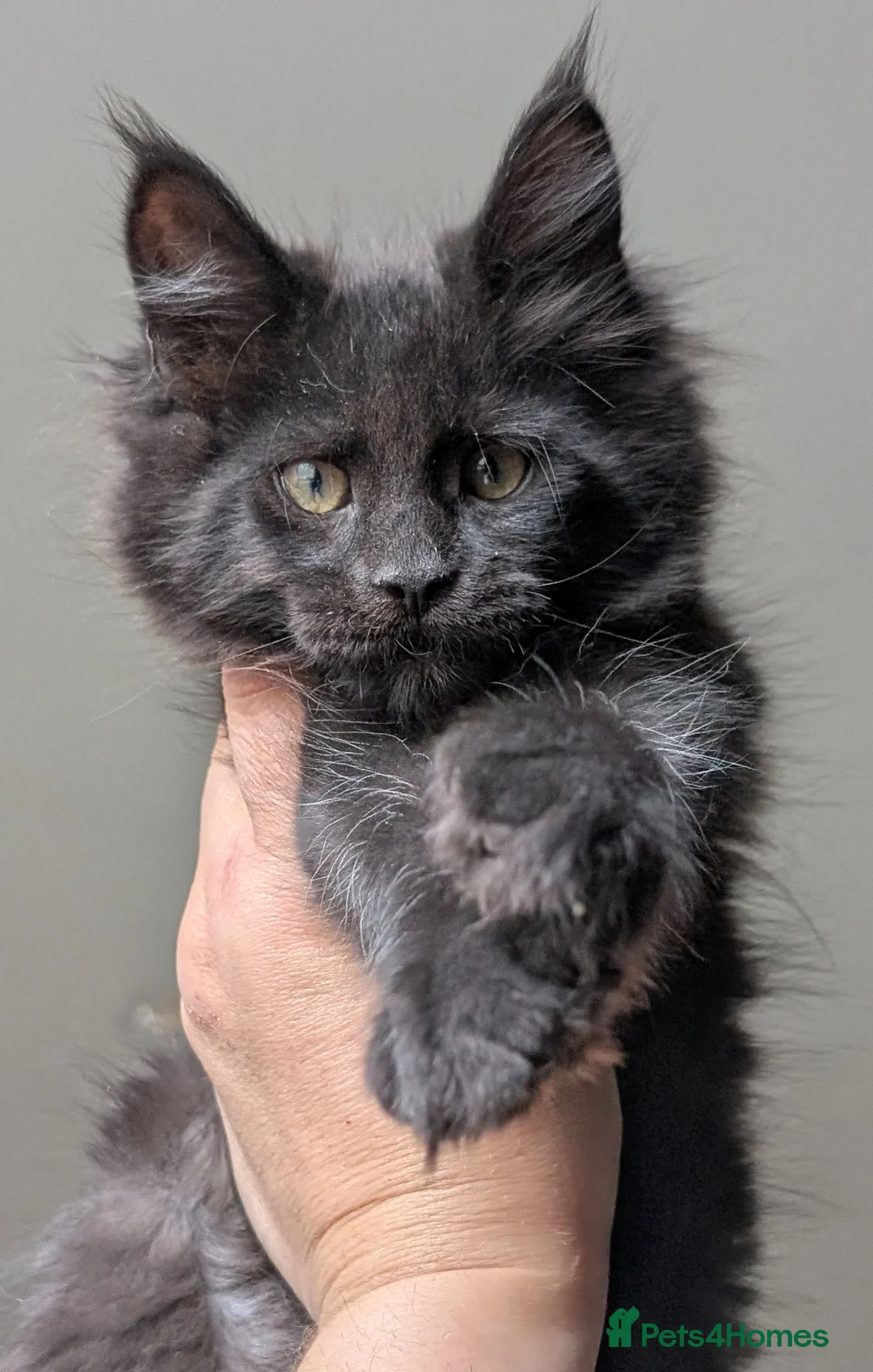 Maine Coon cats for sale: Pedigree Maine coons kittens Tica registered - Advert 15