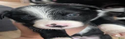Mixed Breed dogs for sale: Welsh collie puppies  - Advert 4