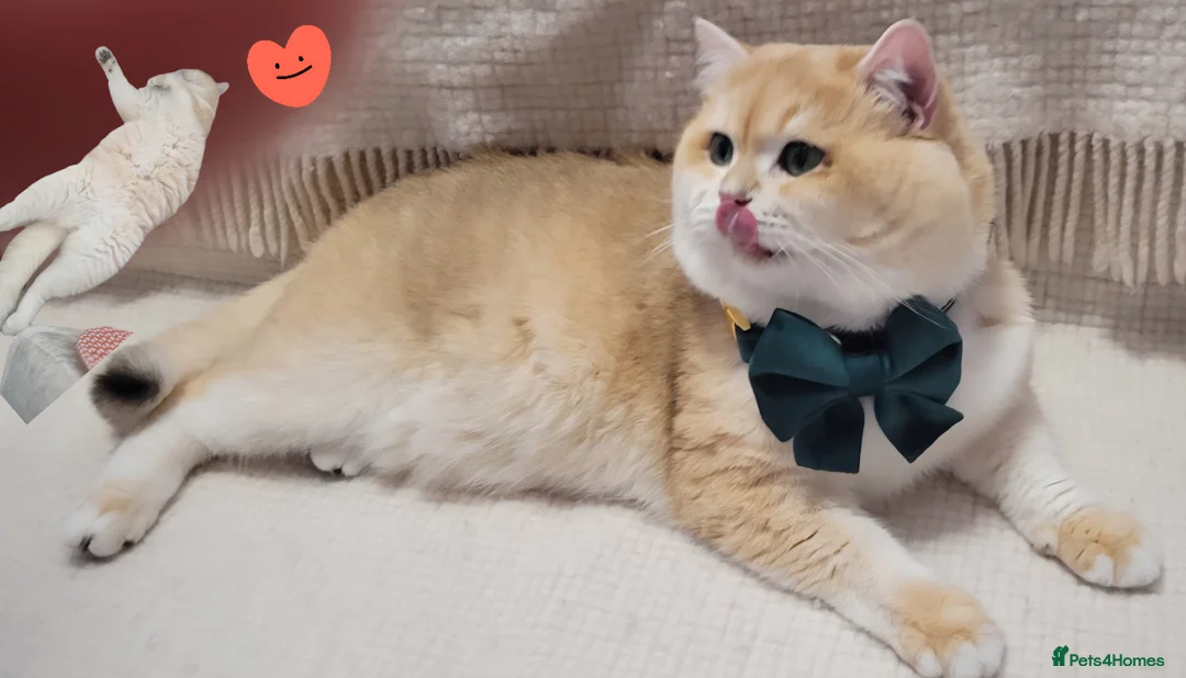 British Shorthair cats for stud: Pedigree Golden BSHstud, Emerald eyes, Active rg - Advert 3