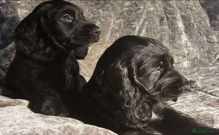 Cocker Spaniel dogs - Advert 12