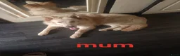 German Shepherd dogs for sale: Three girl German shepherd puppies  - Advert 3