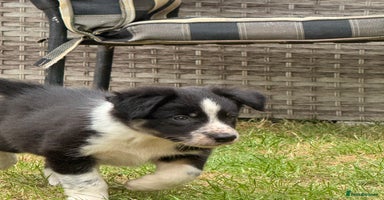 Border Collie dogs - Advert 4