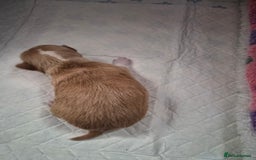 Chihuahua dogs for sale: Male chihuahua boy - Image 3