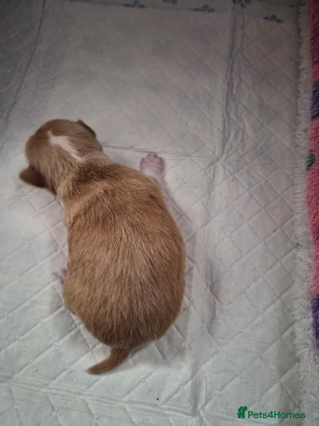 Chihuahua dogs for sale: Male chihuahua boy - Image 3