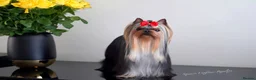 Yorkshire Terrier dogs for stud: ✨ EXCEPTIONAL YORKSHIRE TERRIER ✨ - Advert 3