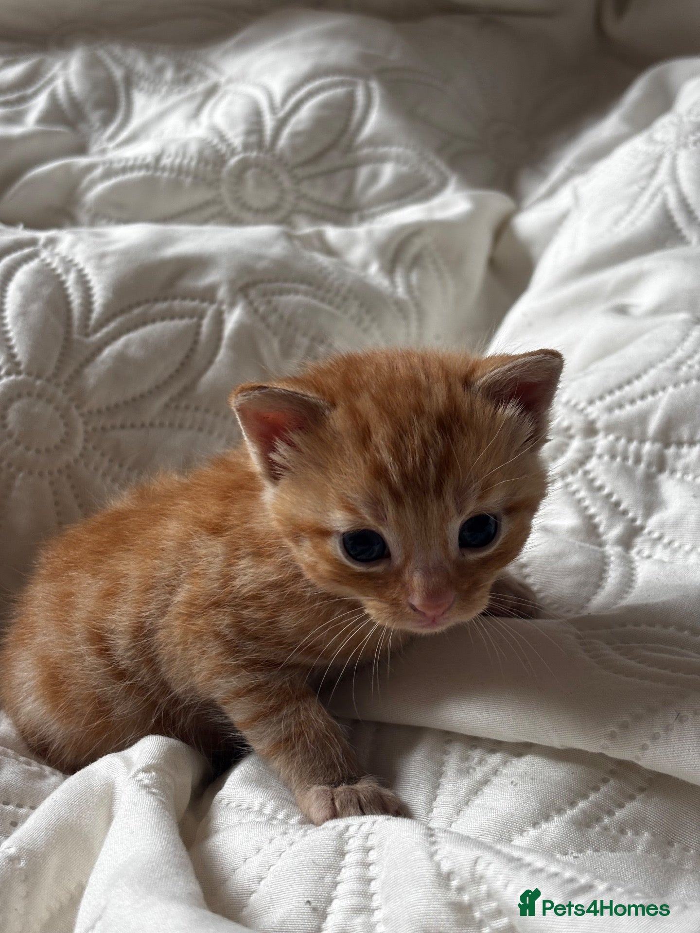 Mixed Breed cats 2 little kittens available in Camborne area  - Advert 9