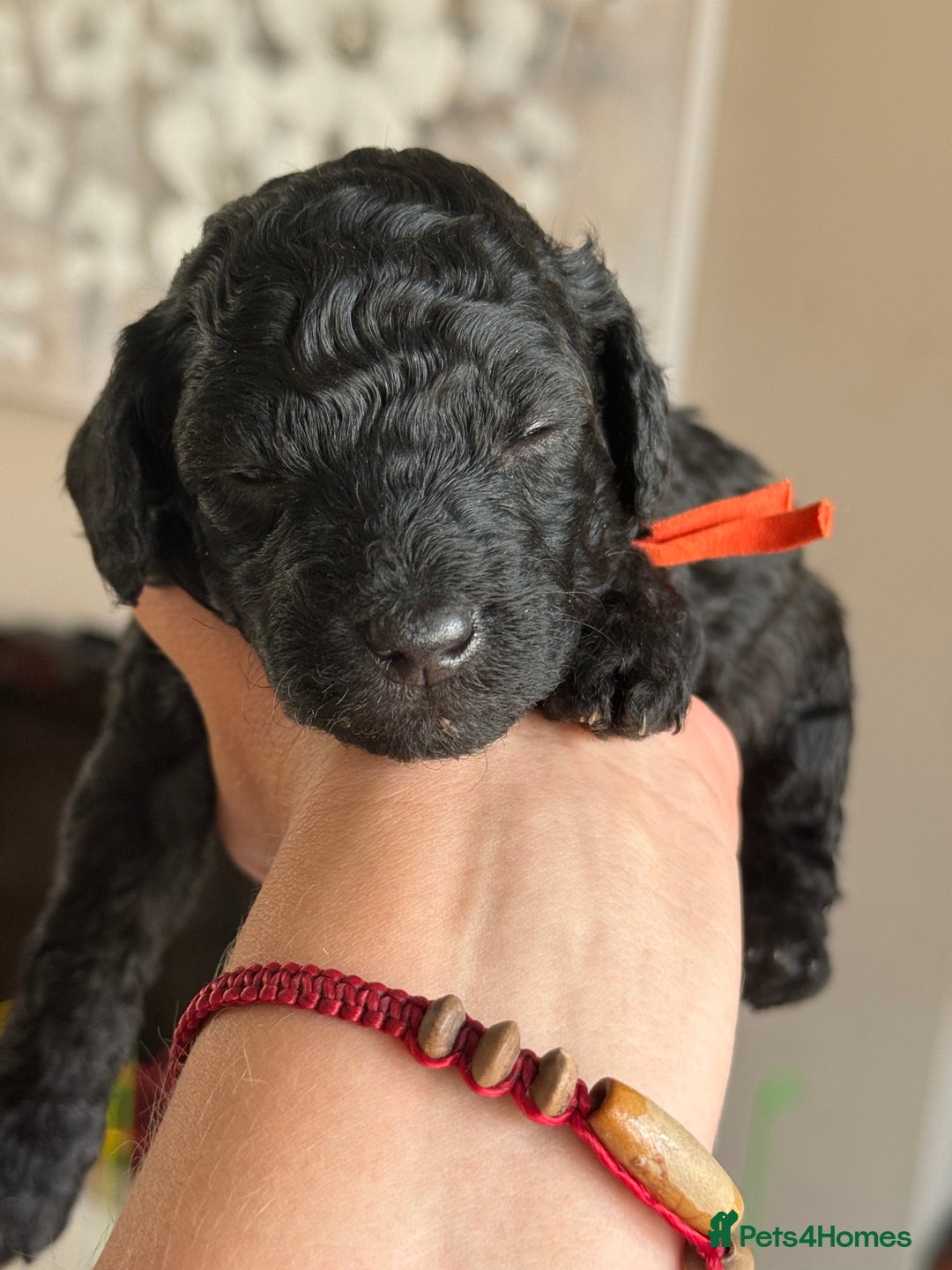 Maltipoo dogs for sale: Gorgeous 4-week-old Maltipoo puppies  - Image 5