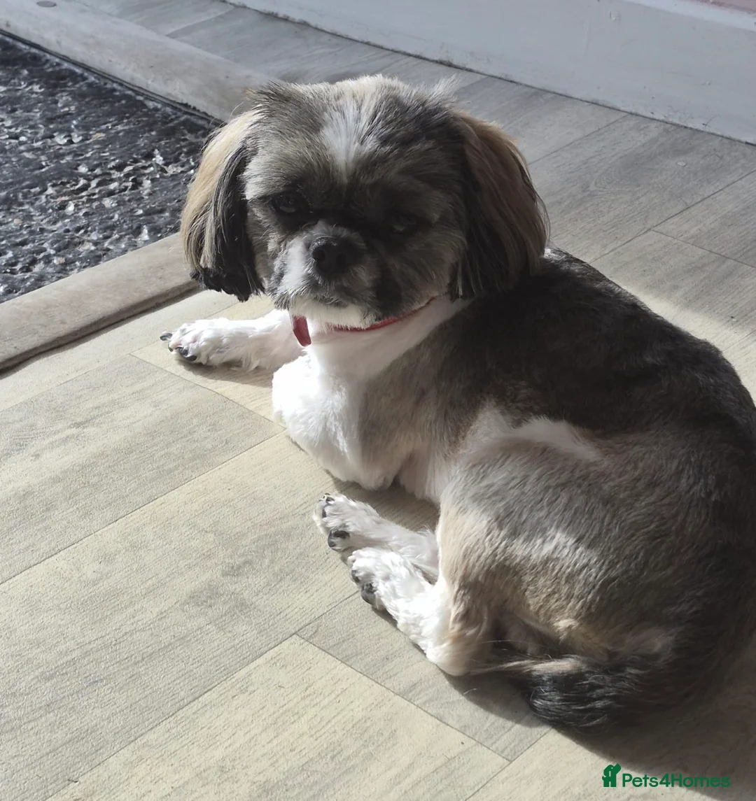 Shihpoo dogs for sale: Shihpoo puppies - Advert 2