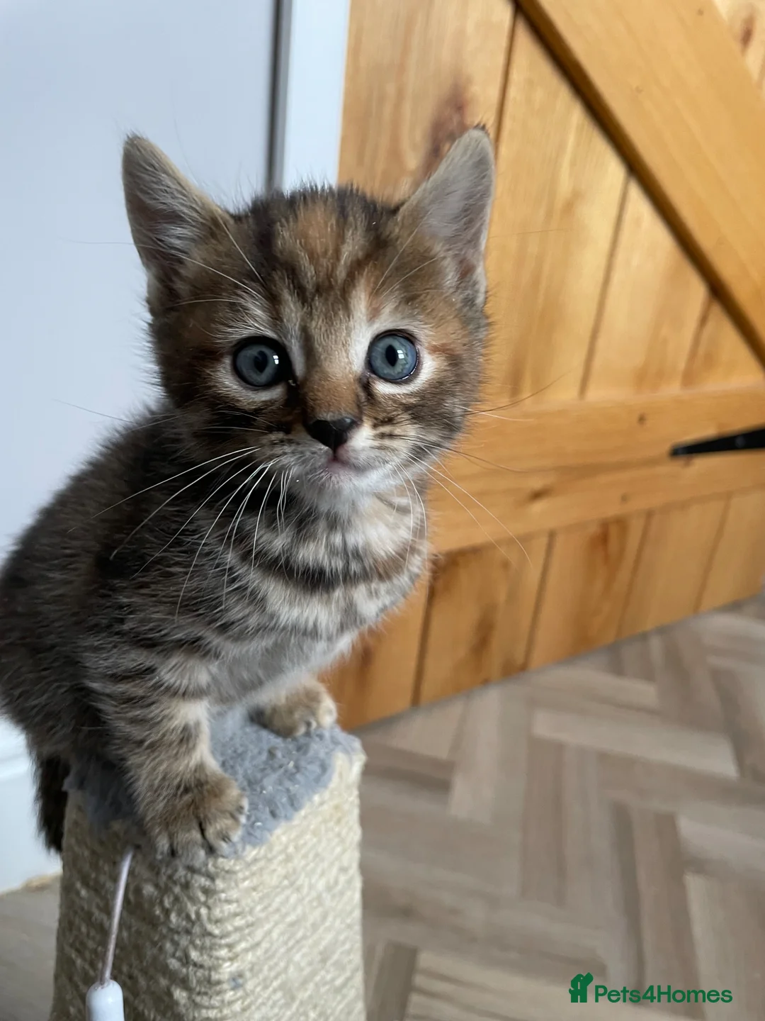 Mixed Breed cats for sale: 3 mixed breed kittens. 2 male, 1 female  - Advert 26