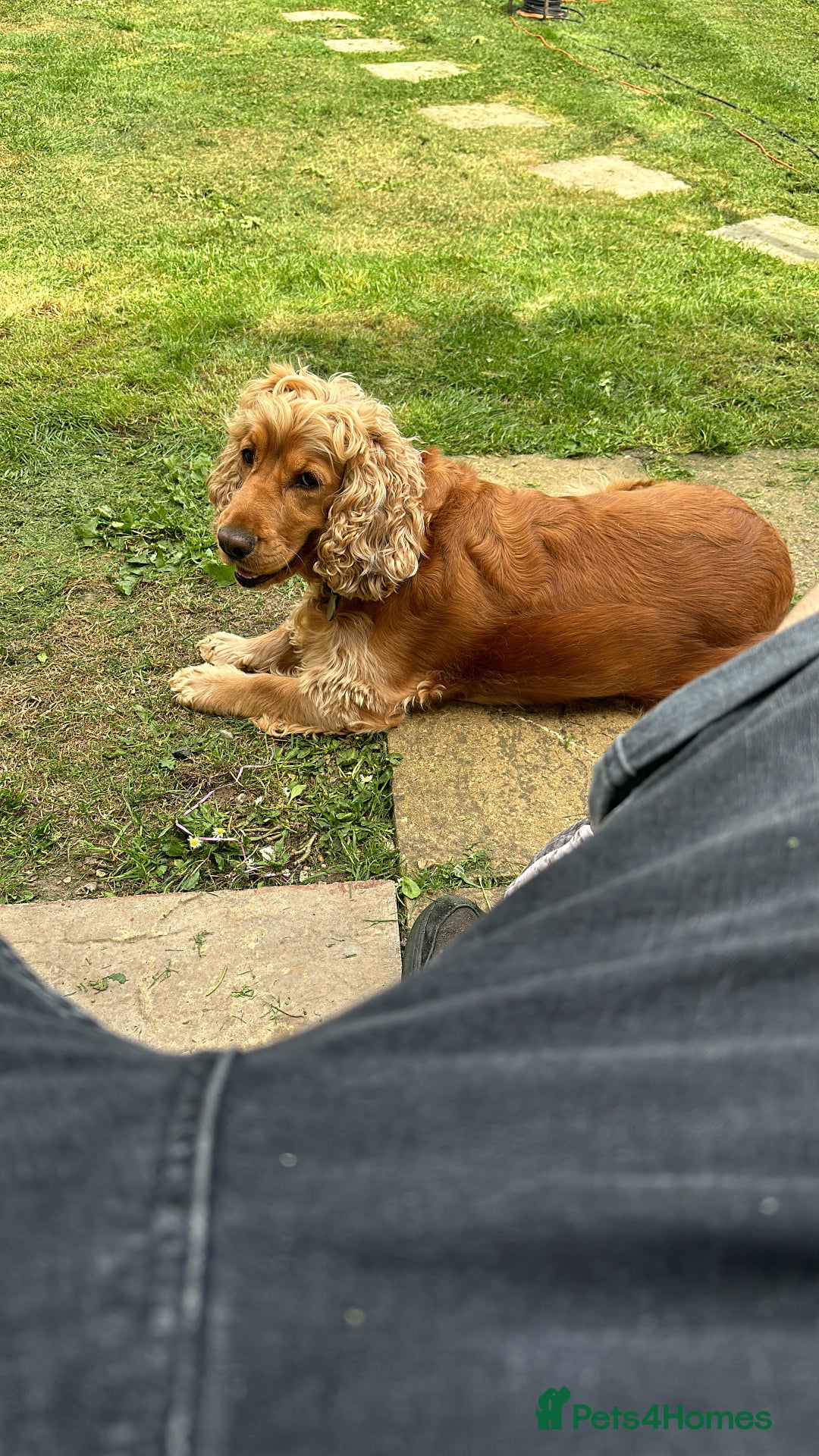 Cocker Spaniel dogs for sale: Cocker Spaniel for sale  - Image 3