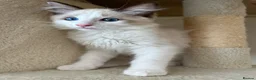 Ragdoll cats for sale: Pure ragdoll kittens for sale London - Advert 13