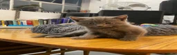British Shorthair cats for sale: British short hair 1 Boy 5 Girls  in London - Advert 33