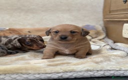 Dachshund dogs for sale: PUPPIES FOR SALE!!  - Image 2
