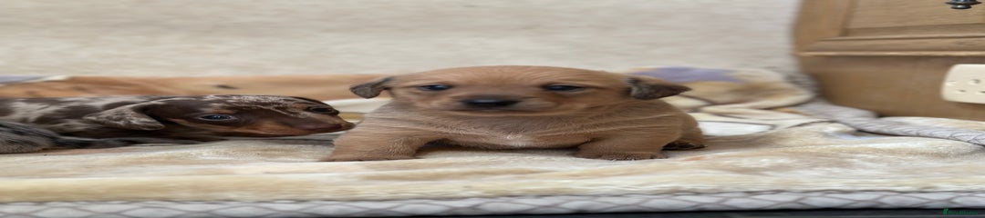 Dachshund Puppy 1