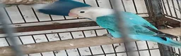 Lovebirds birds for sale: Lovebirds dna'd fischers lovebirds  - Advert 5
