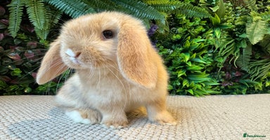 Mini Lop rabbits - Advert 5