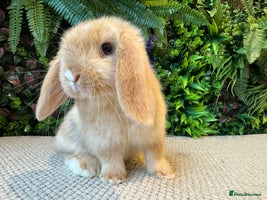 Mini Lop rabbits - Advert 5