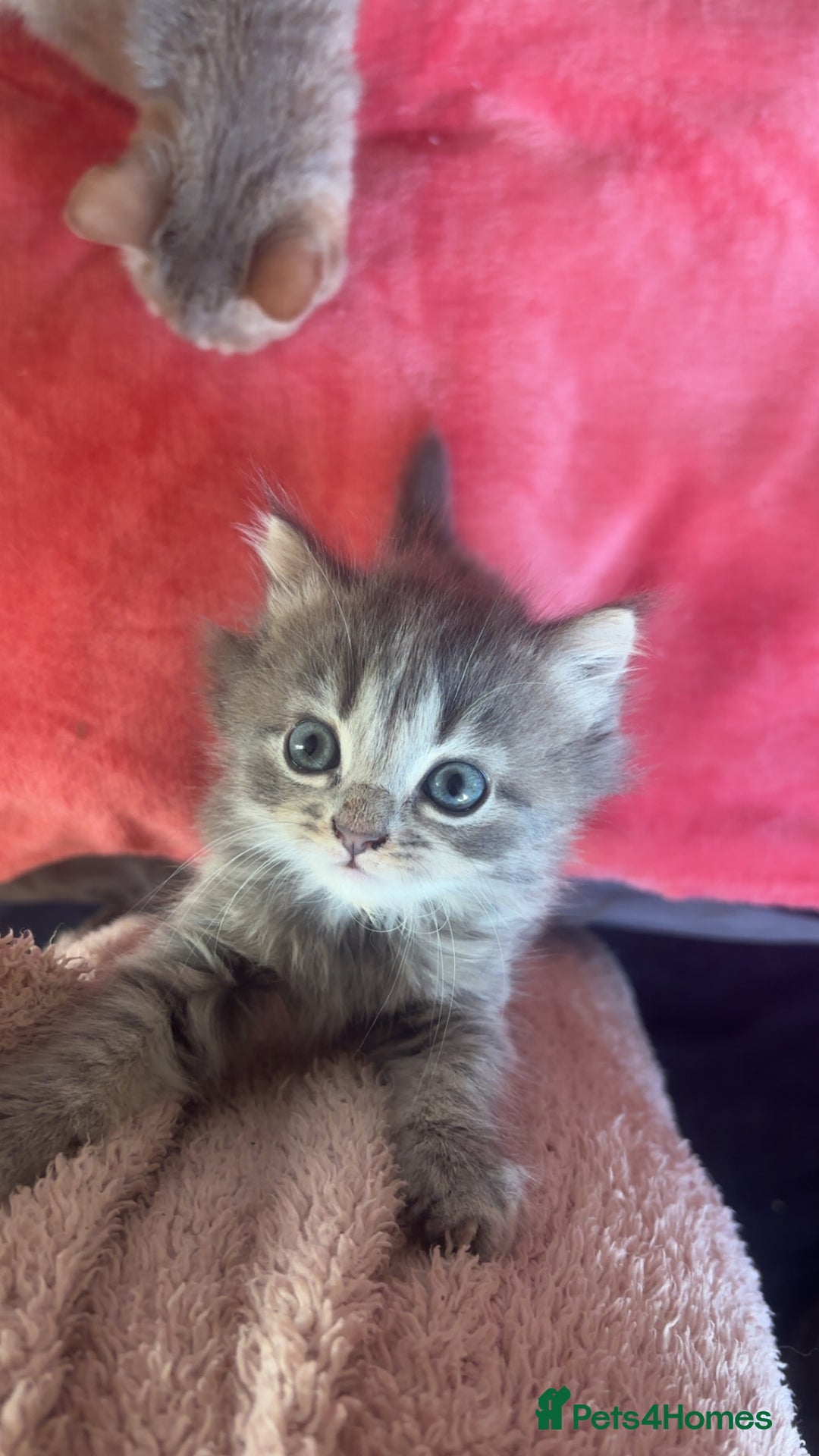 Domestic Shorthair cats for sale: Tabby long haired female  - Advert 1