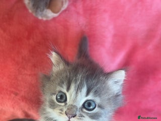 Domestic Shorthair cats Tabby long haired female - Advert 1