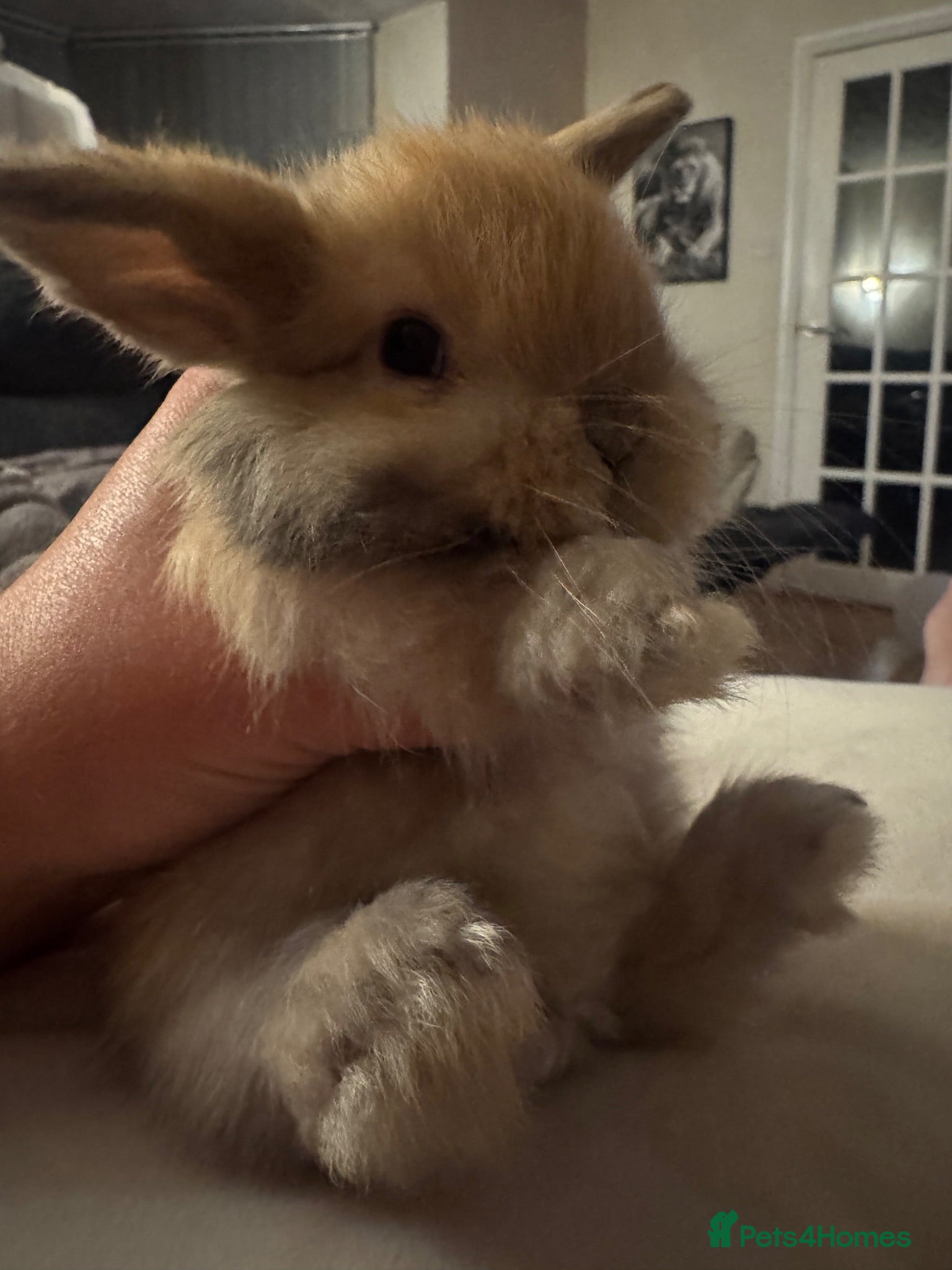 Mini Lop rabbits Ready to go! Beautiful mini lop rabbit - Advert 1