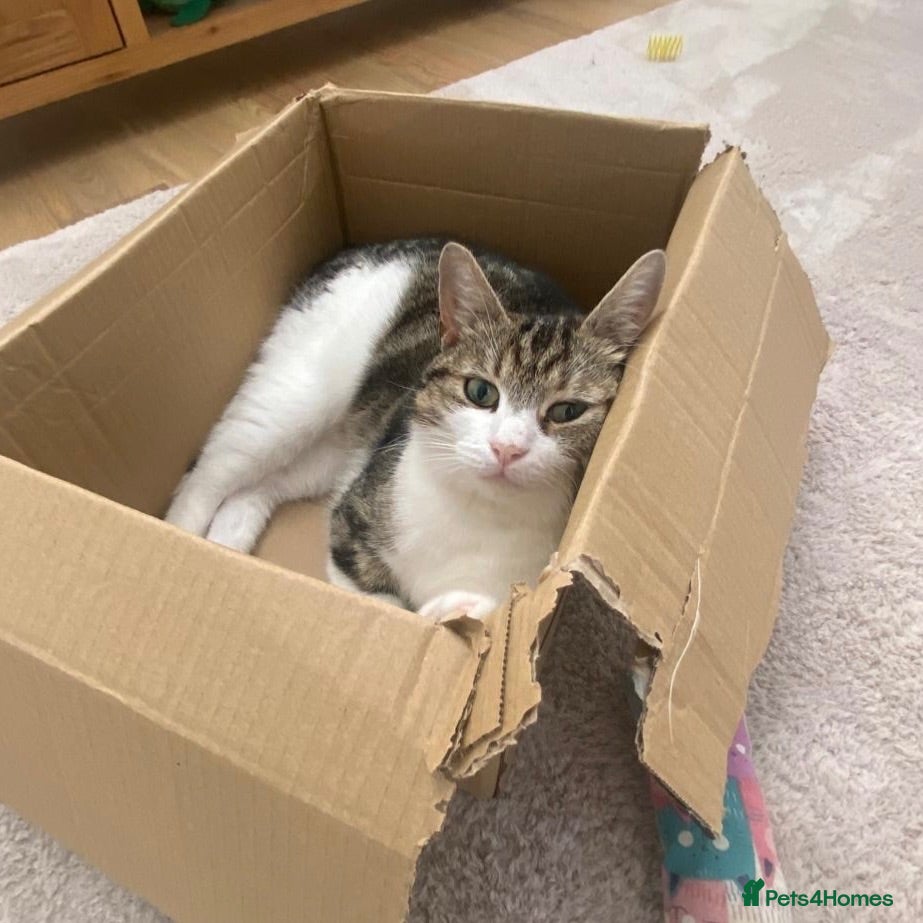 Domestic Shorthair cats Feta, approx 3 year old girl   - Advert 1