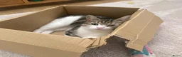 Domestic Shorthair cats for adoption: Feta, approx 3 year old girl   in Tadley - Advert 1