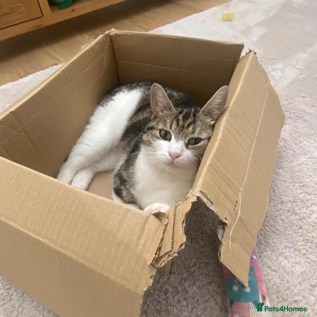 Domestic Shorthair cats for adoption: Feta, approx 3 year old girl   in Tadley - Advert 1