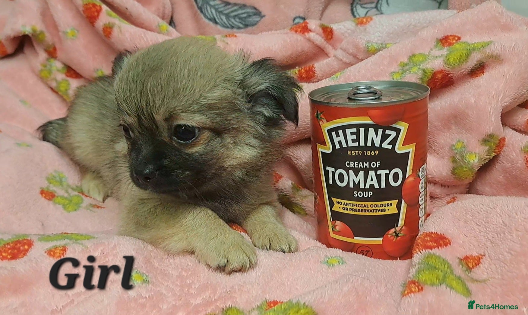 Chihuahua dogs Ready to leave 3 long coat chihuahua pups - Advert 23