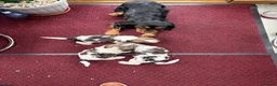 Mixed Breed dogs for sale: F1 Lhasaliers , all girls 💫 - Advert 5
