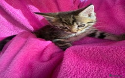 Maine Coon cats for sale: Beautiful Maine Coon Cross Kittens  - Image 22