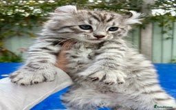 Keetso cats for sale: Superb rare polydactyl curled eared Keetso boy.  - Image 5