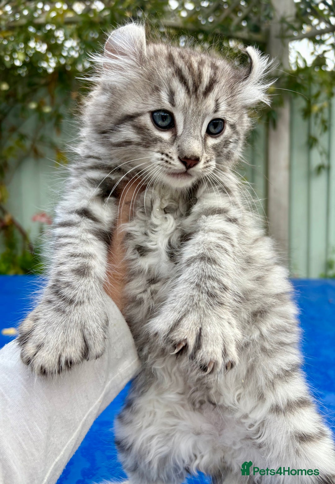 Keetso cats for sale: Superb rare polydactyl curled eared Keetso boy.  - Image 5