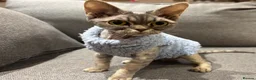 Devon Rex cats for sale: Devon Rex potentially looking for a loving home. - Advert 8