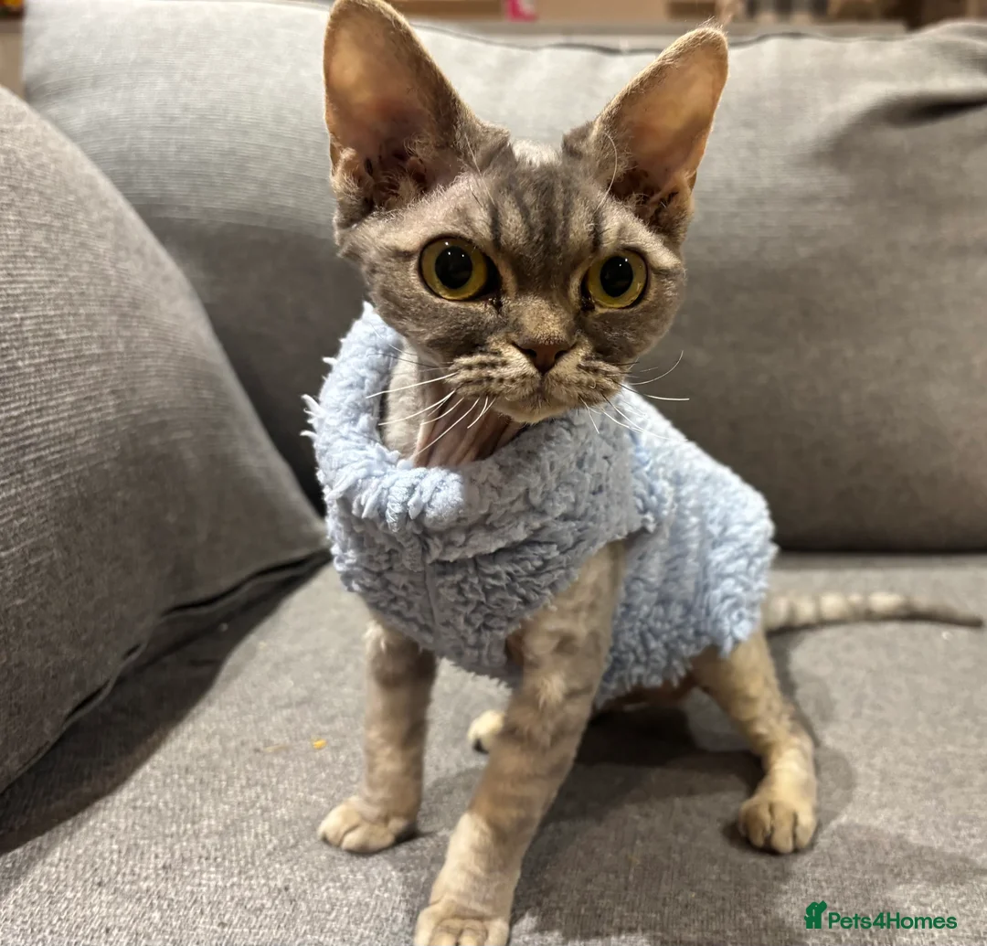 Devon Rex cats for sale: Devon Rex potentially looking for a loving home. - Advert 8