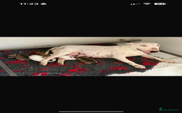 English Bull Terrier dogs for sale: Mr Chris Robinson  - Image 9