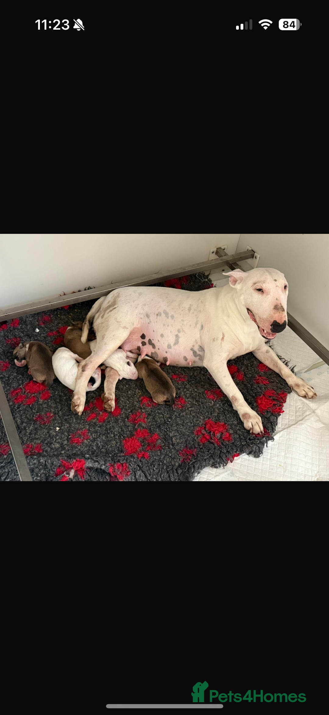English Bull Terrier dogs for sale: Mr Chris Robinson  - Image 9
