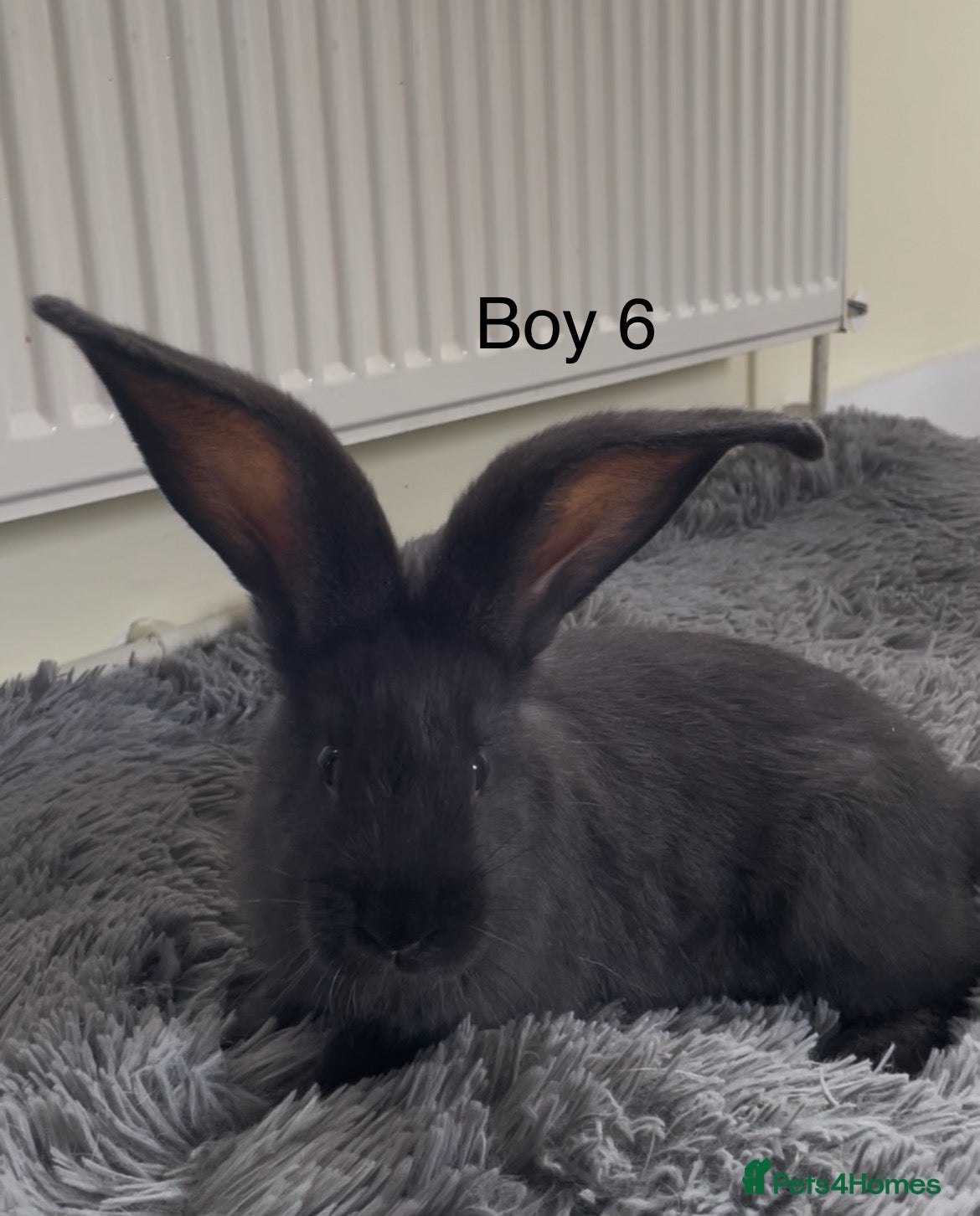 Continental Giant rabbits 💖Pure bred continental giants💖 - Advert 15