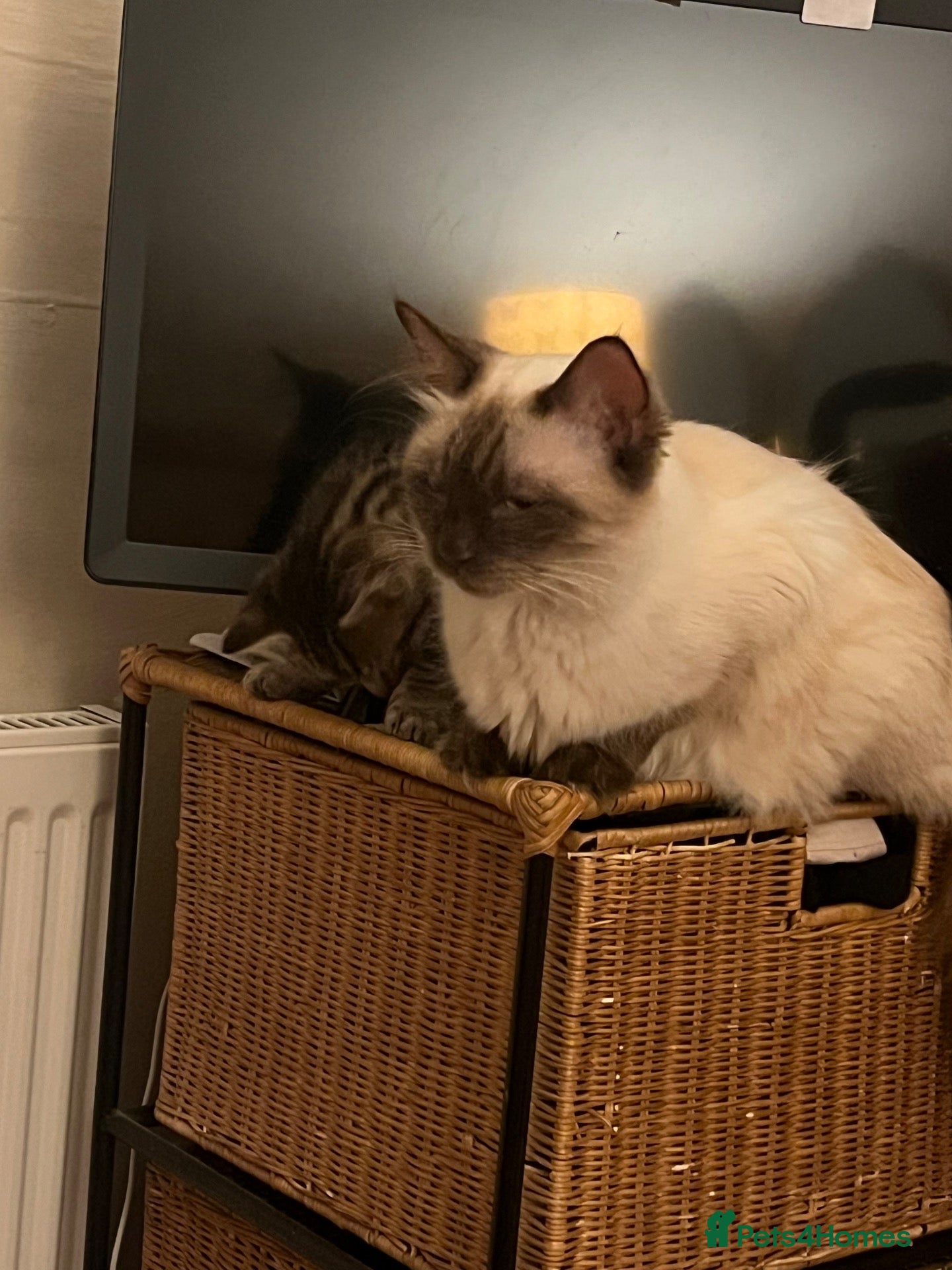 Ragdoll cats for sale: Ragdoll x - Advert 5