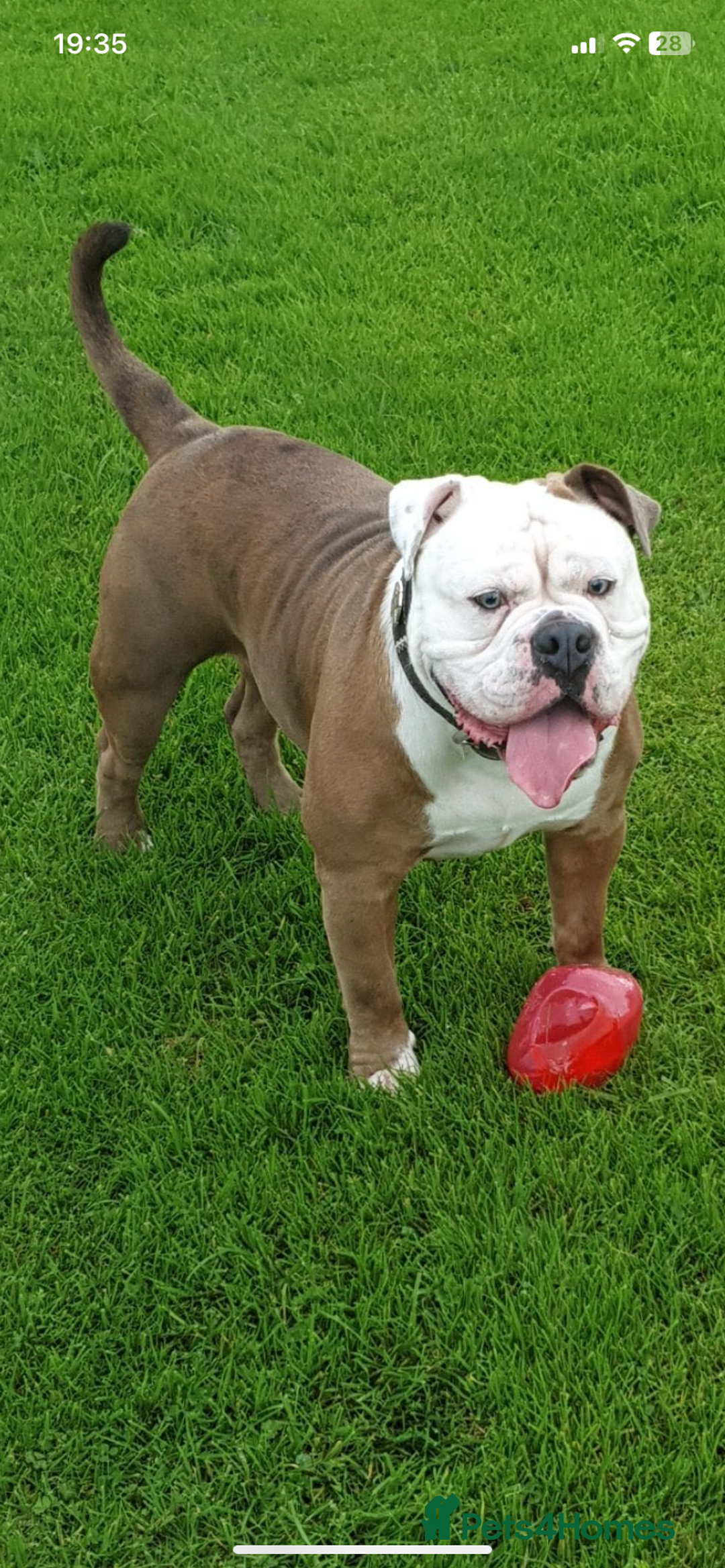 Olde English Bulldogge dogs for sale: 3 male puppy Olde English Bulldogges left - Advert 31