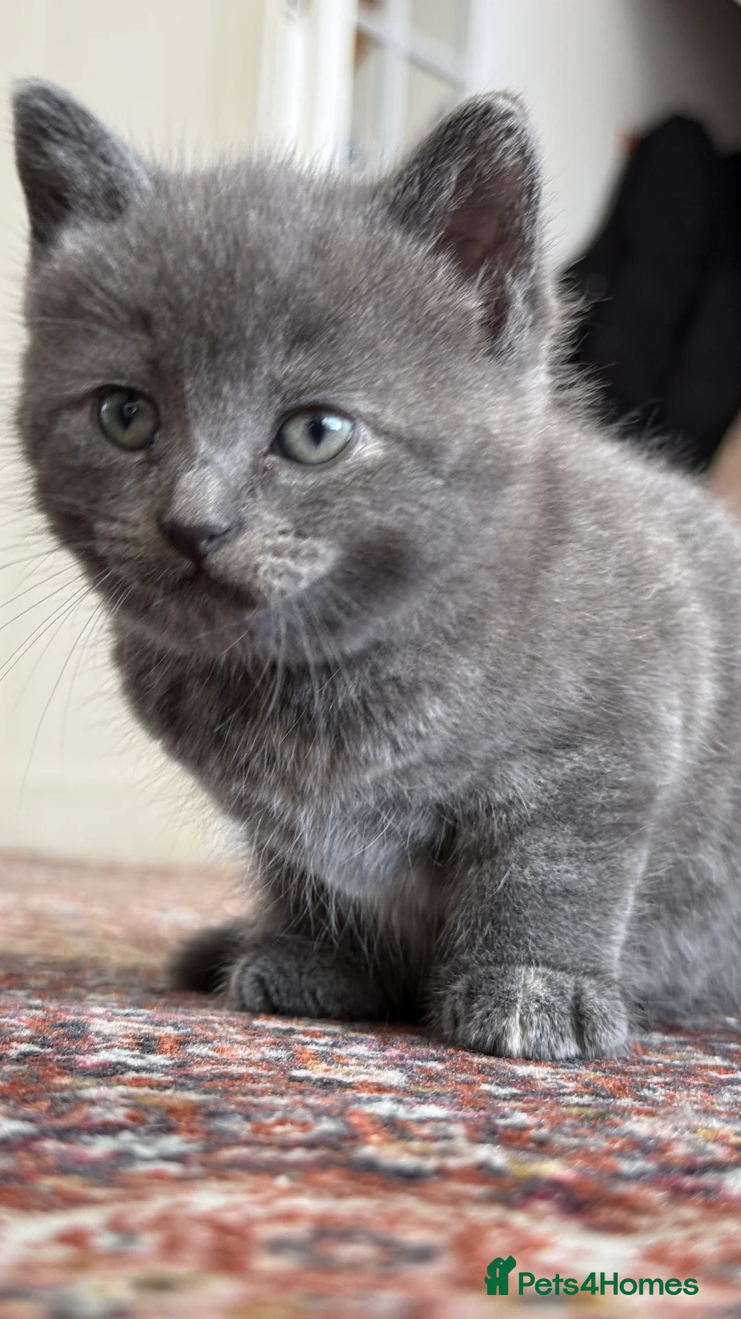 British Shorthair cats for sale: Lovely kittens  - Advert 11
